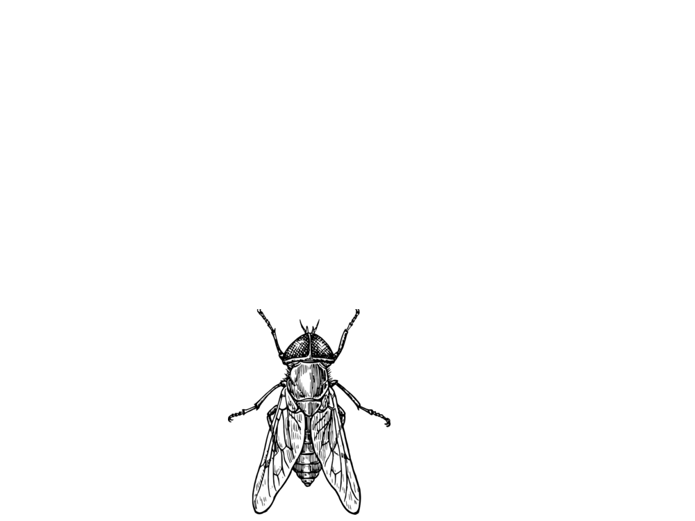 Spermateca_1.png
